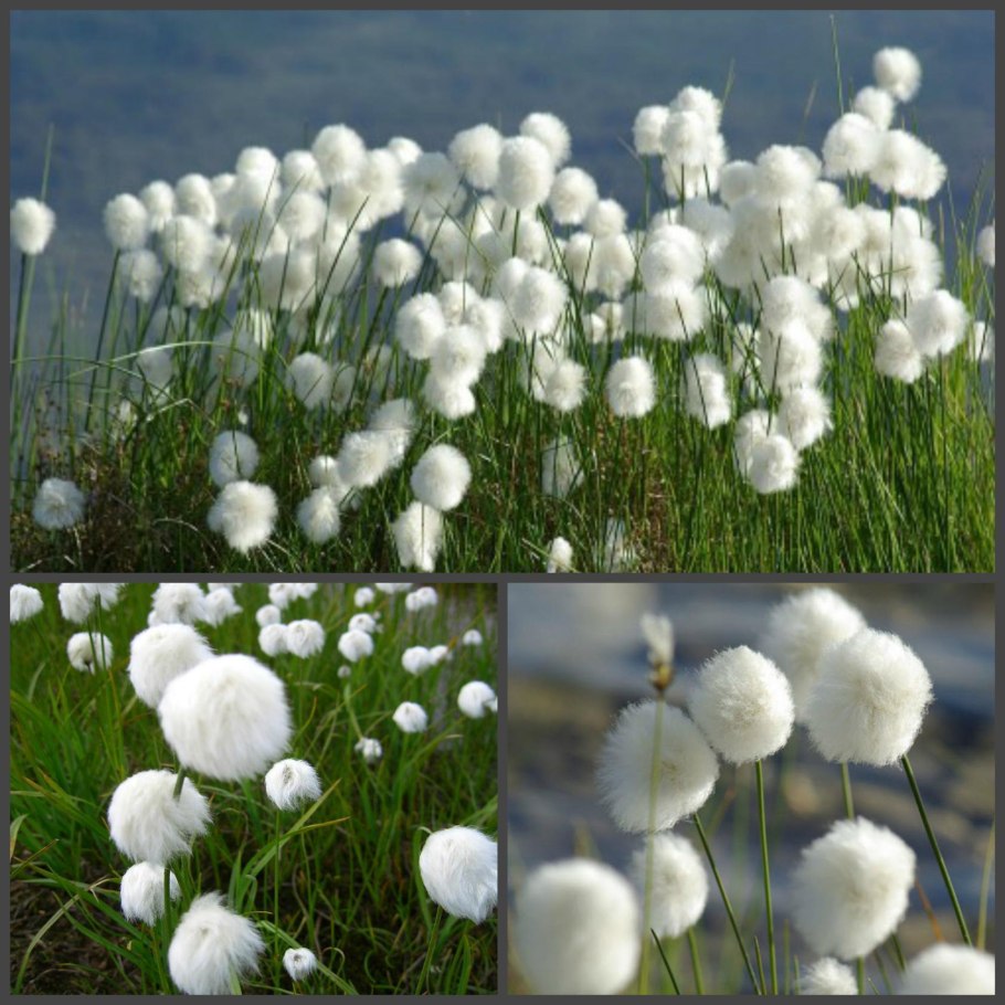 Пушица узколистная (Eriophorum angustifolium)