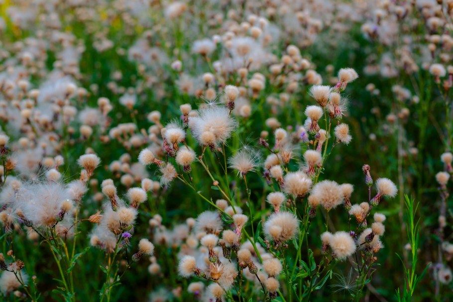 Grass of Tundra