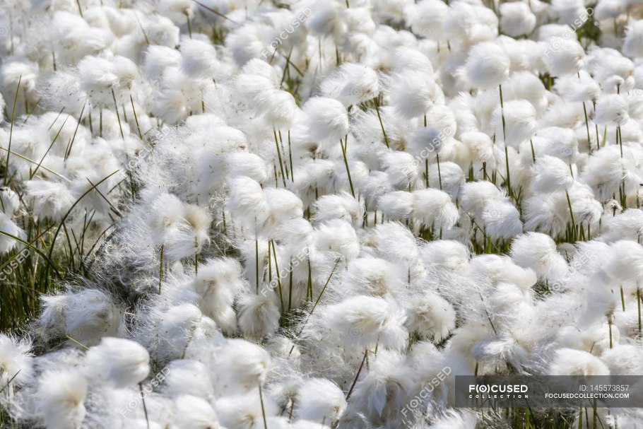 Пушица Шейхцера (Eriophorum scheuchzeri)