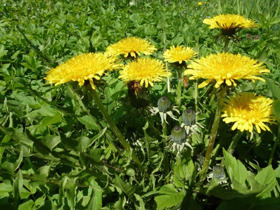 Одуванчик лекарственный – Taraxacum officinale