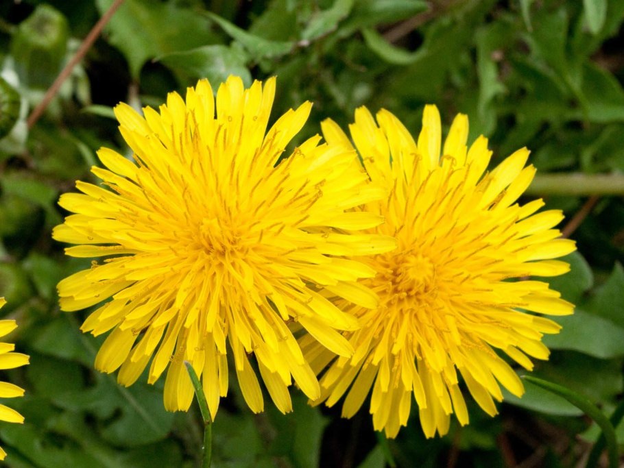 Одуванчик лекарственный- Taraxacum officinale web.