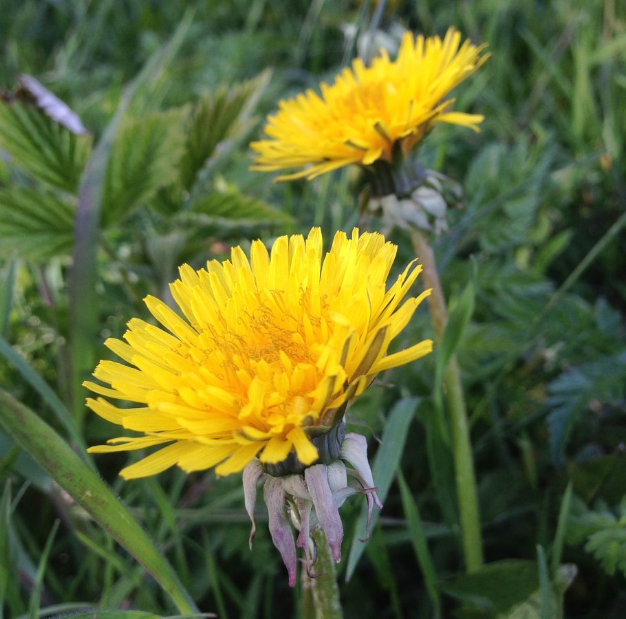 Одуванчик Taraxacum officinale