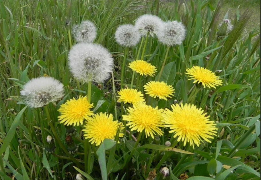 Одуванчик лекарственный – Taraxacum officinale
