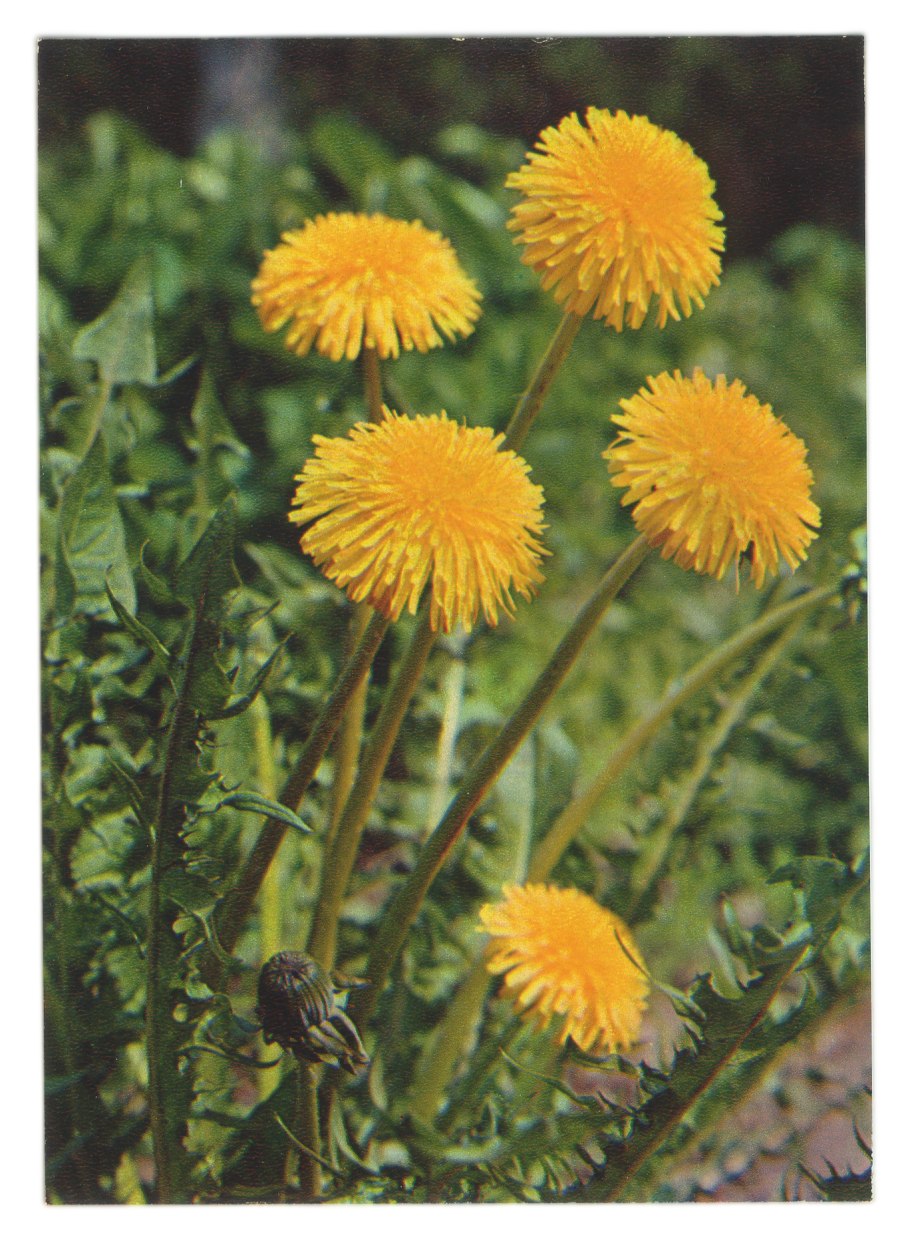 Одуванчиковое поле сорняк