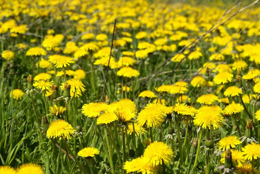 Одуванчик лекарственный – Taraxacum officinale