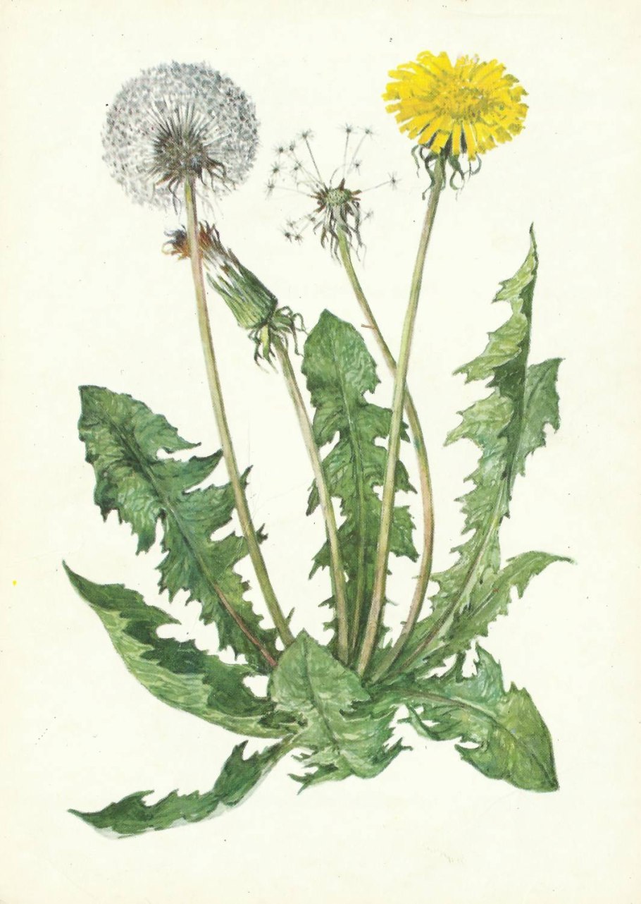 Желтые цветы одуванчики