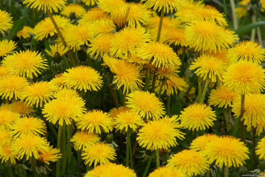 Одуванчик полевой обыкновенный