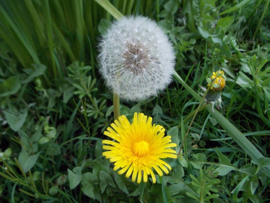 Яркий одуванчик