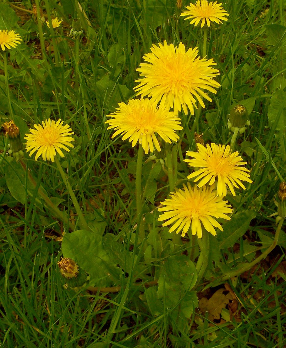 Одуванчик Taraxacum officinale