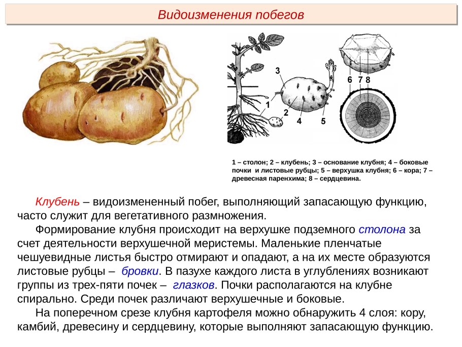 Вегетативное размножение цветковых растений в природе