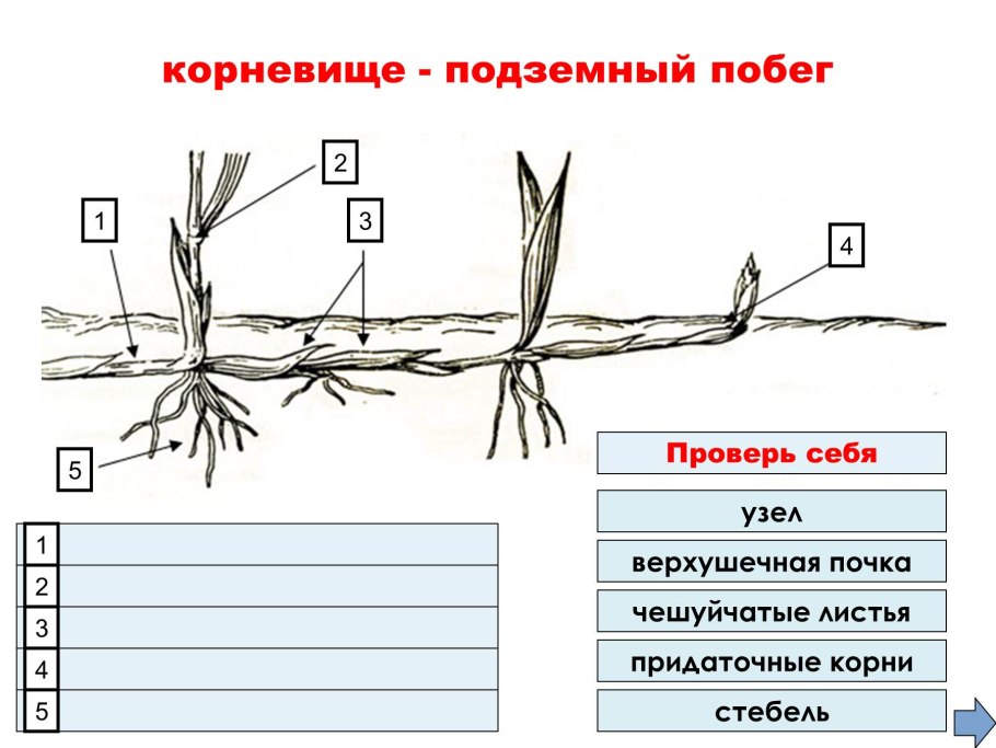 Размножение клубнем артишок