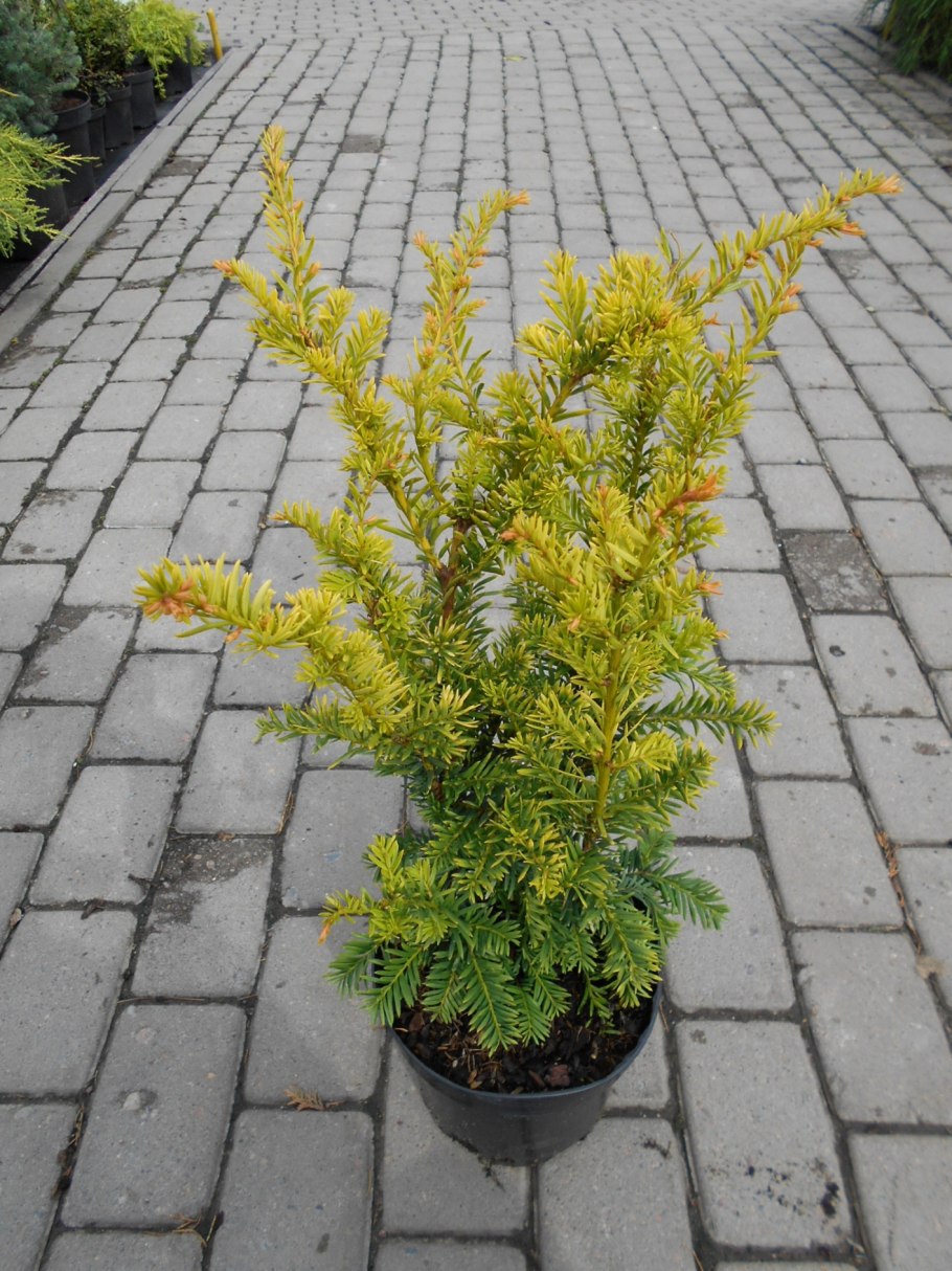 Тисс ягодный elegantissima