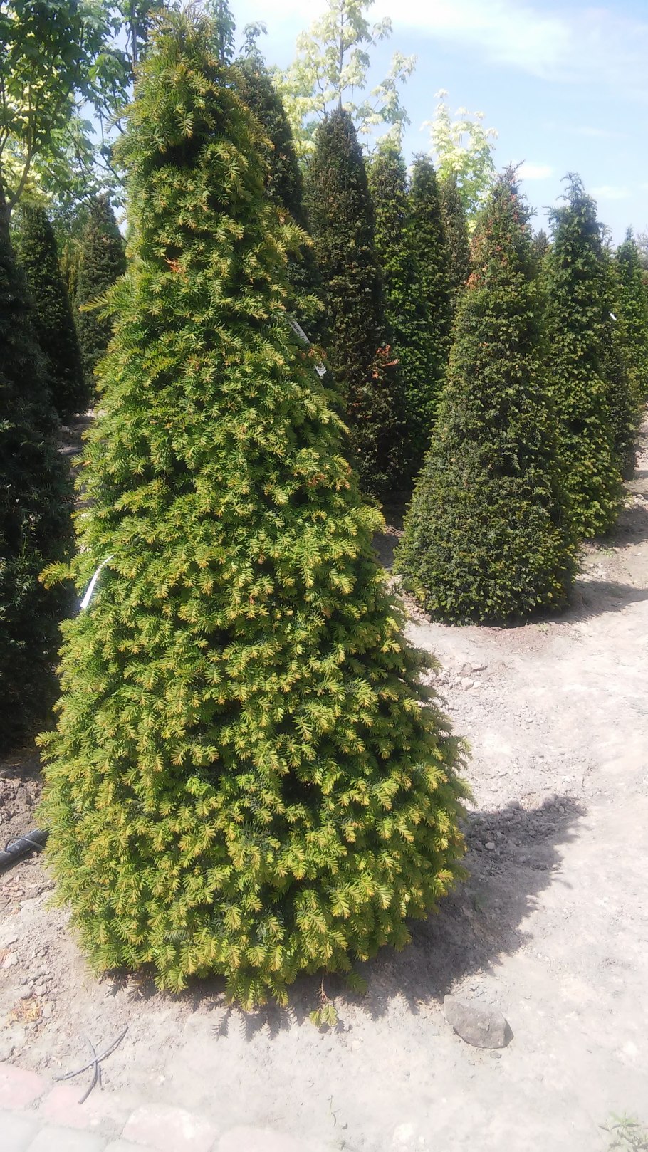 Можжевельник Тисс
