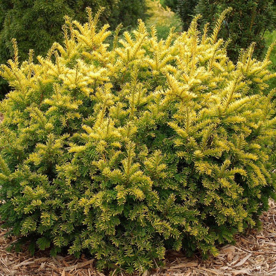 Тис ягодный (Taxus baccata elegantissima)