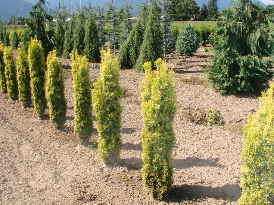 Тис Taxus baccata 'David'