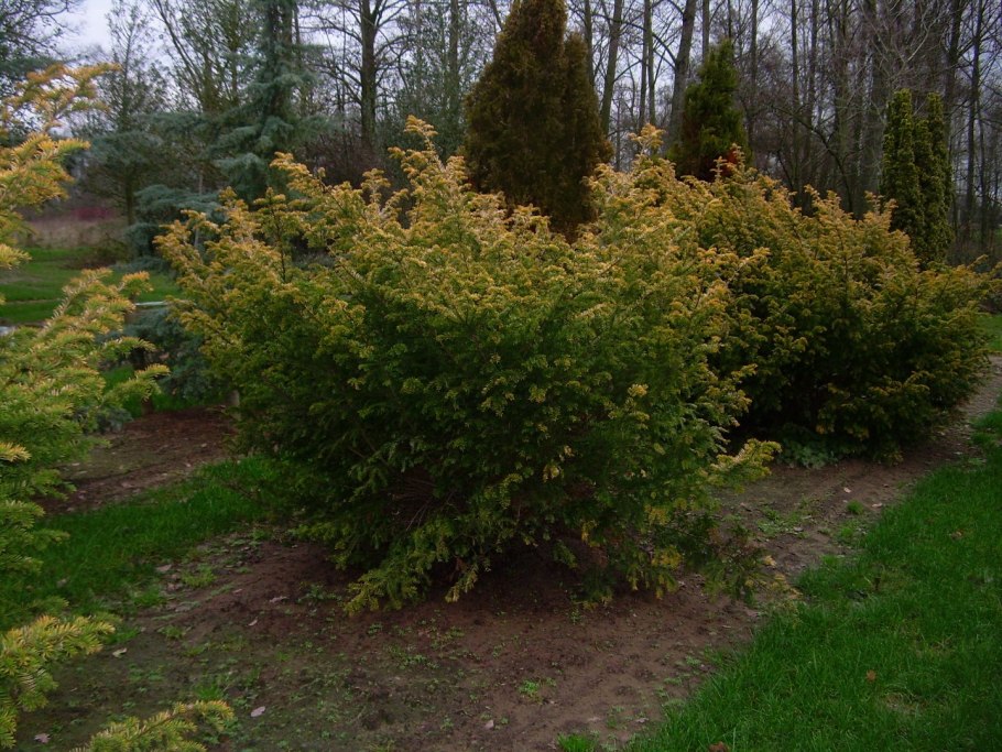 Taxus baccata Semperaurea