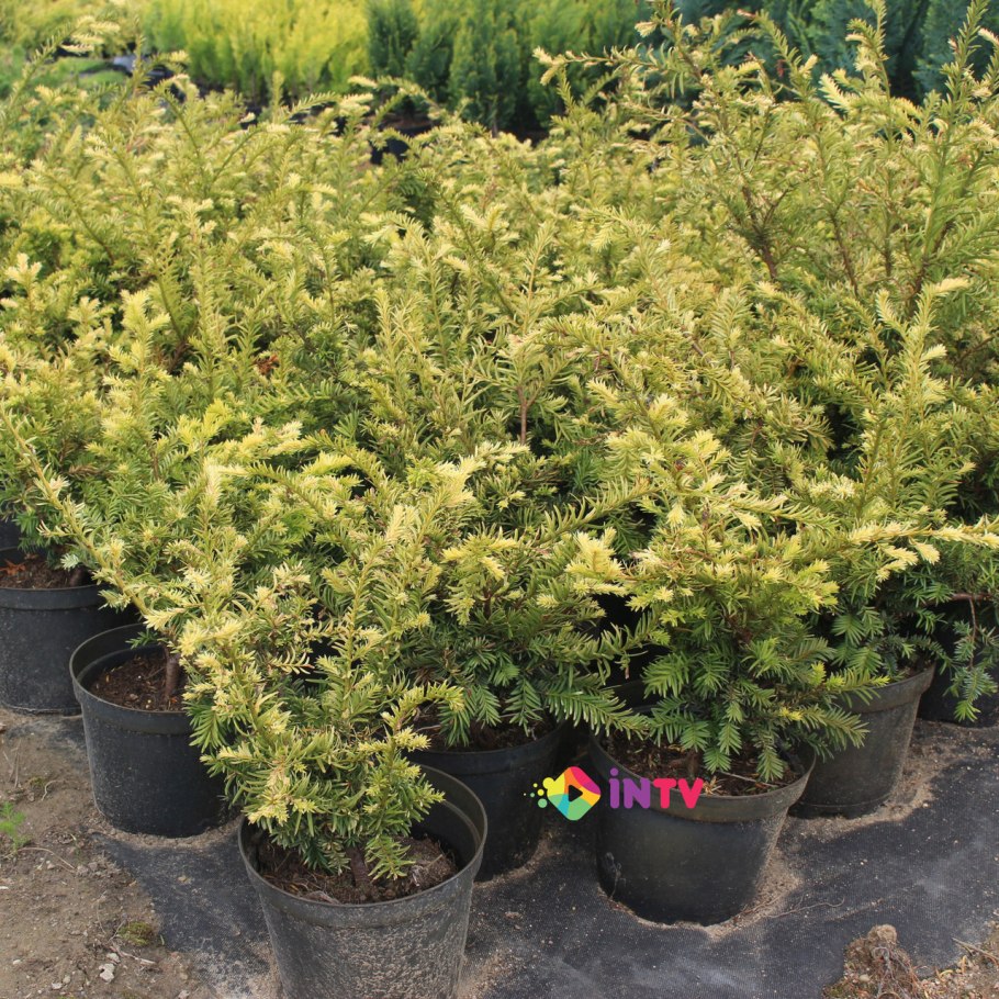 Тисс ягодный дерево