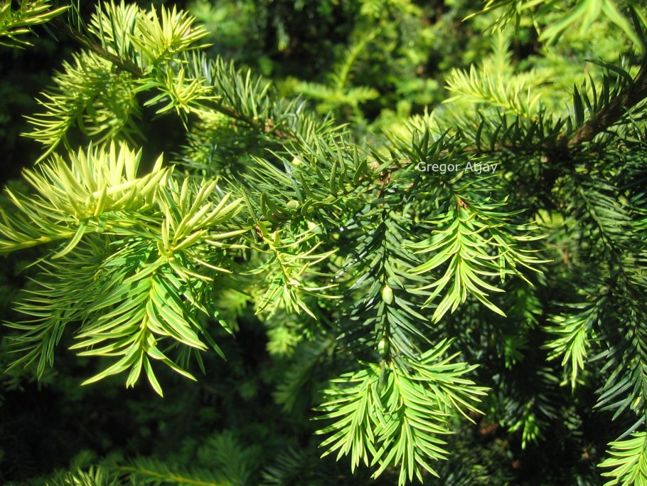 Тис Репанденс