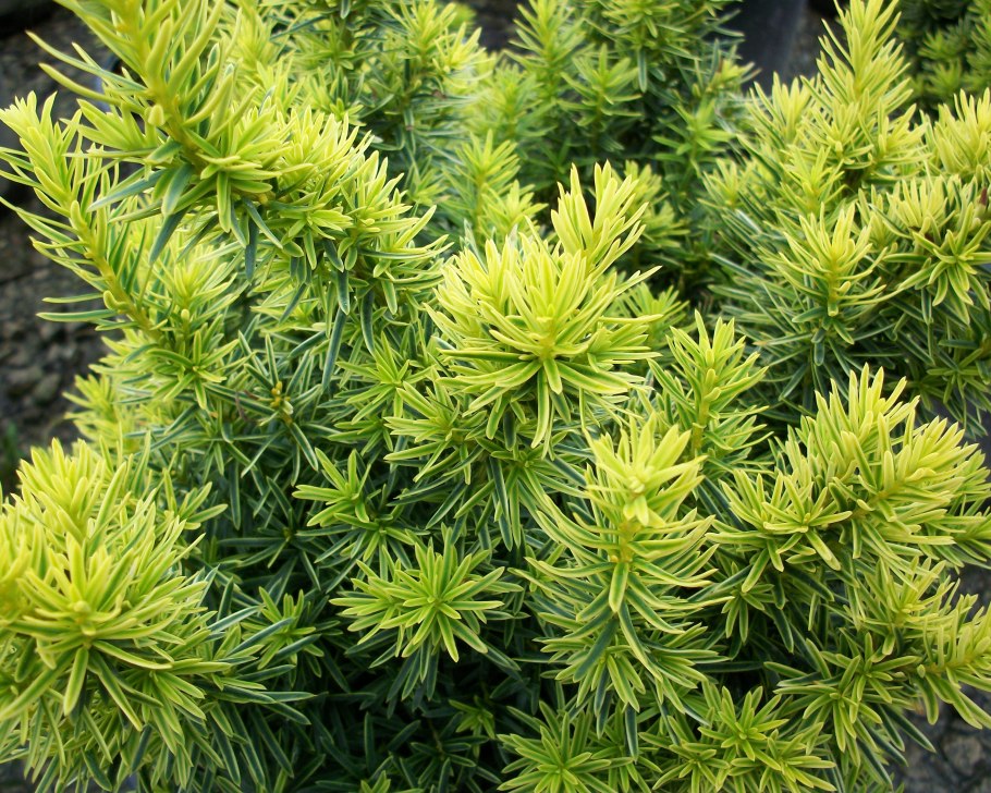 Cephalotaxus harringtonia 'korean Gold'