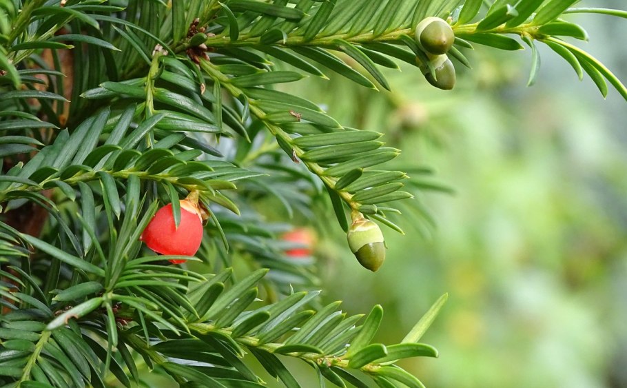 Тисс Taxus baccata