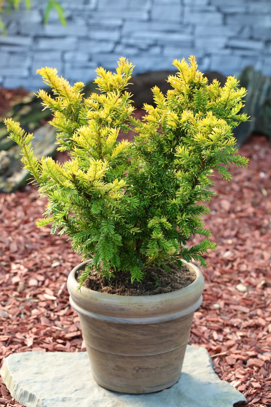 Тис baccata Semperaurea