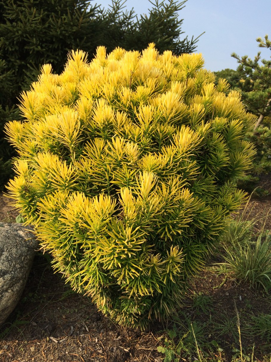 Тисс Фастигиата Ауреа