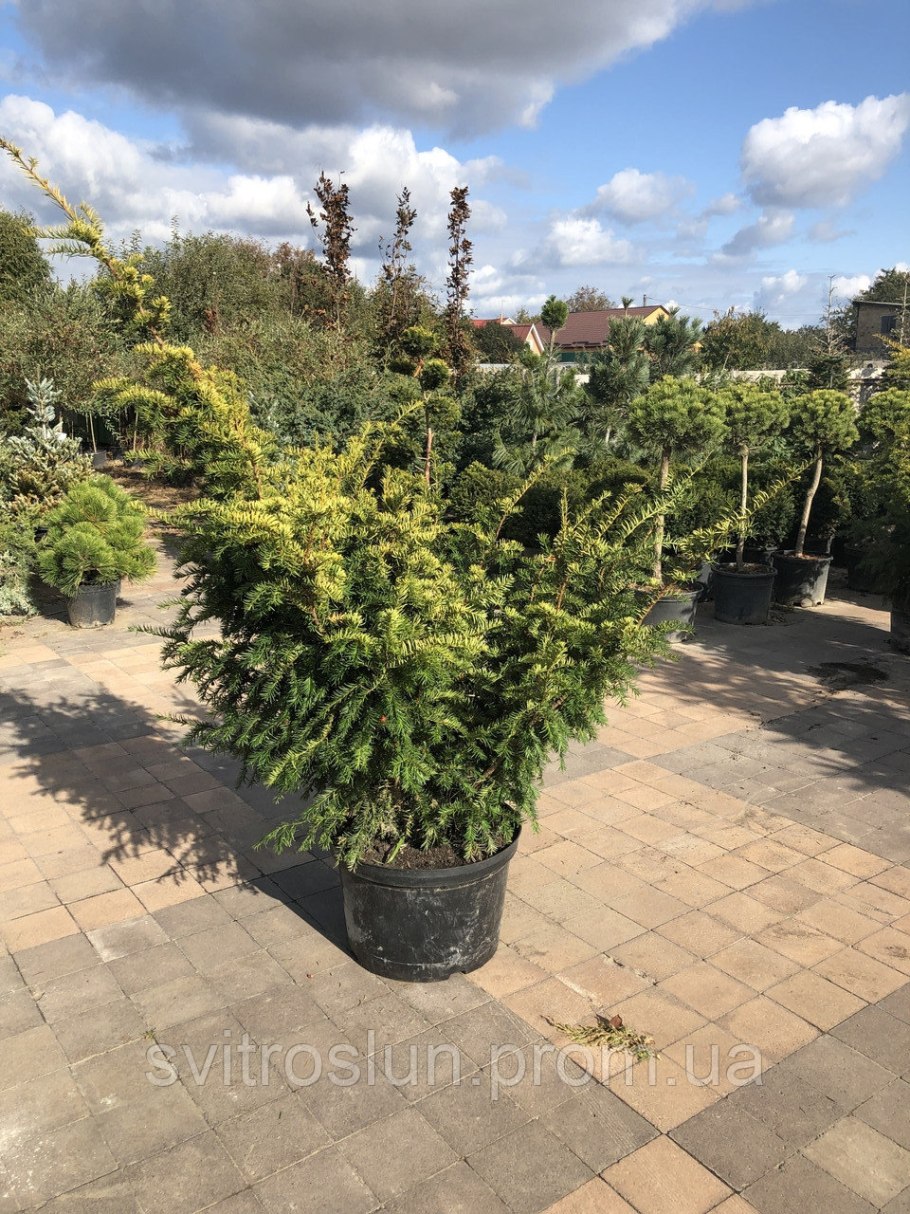 Taxus baccata 'David'
