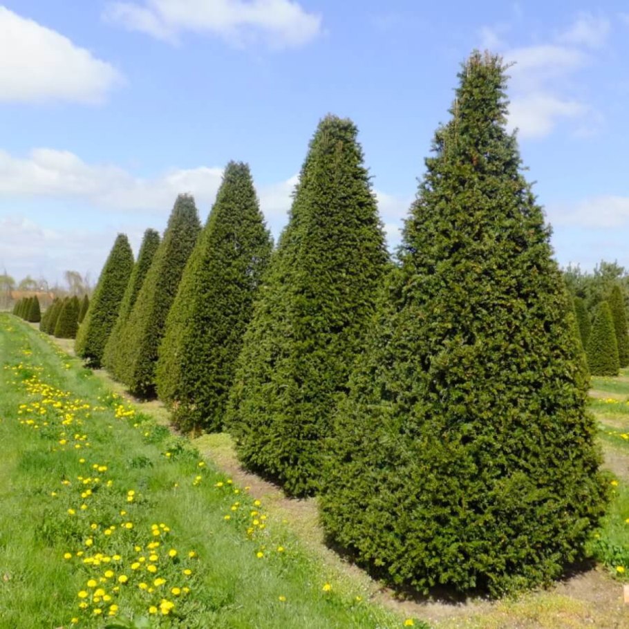 Тис средний (Taxus Media "Hicksii")*