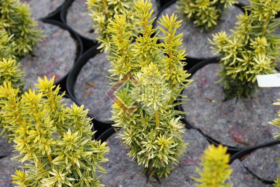 Taxus baccata 'David'