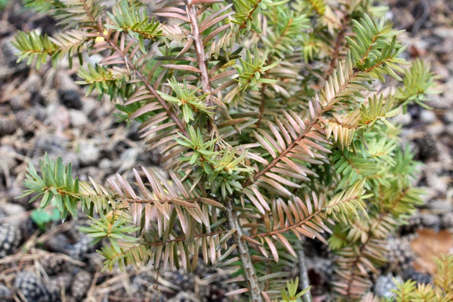 Тисс ягодный elegantissima