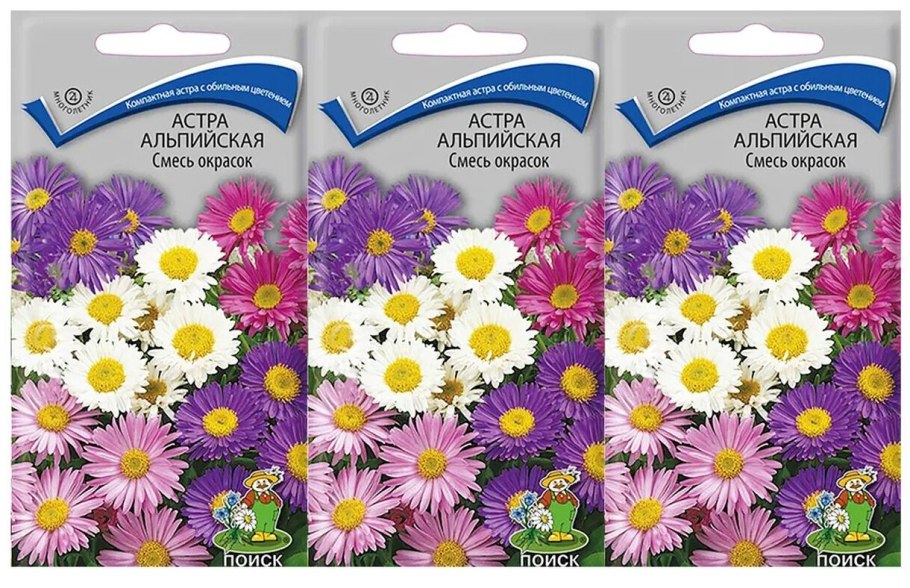 Астра черешковая