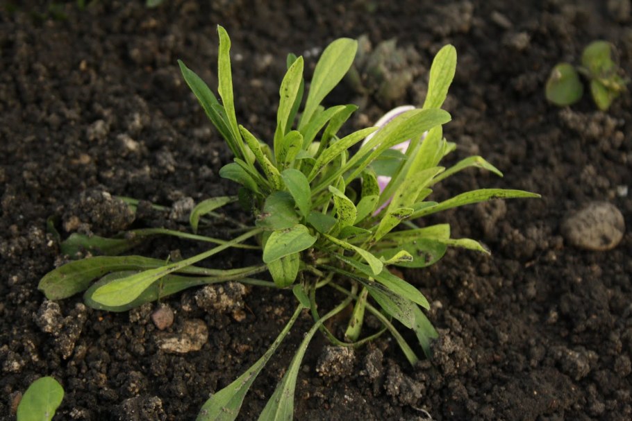 Астра Альпийская многолетняя смесь окрасок