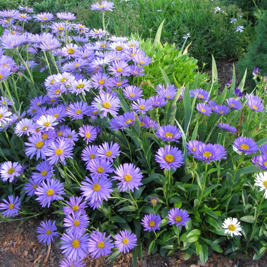 Семена Астра Альпийская смесь