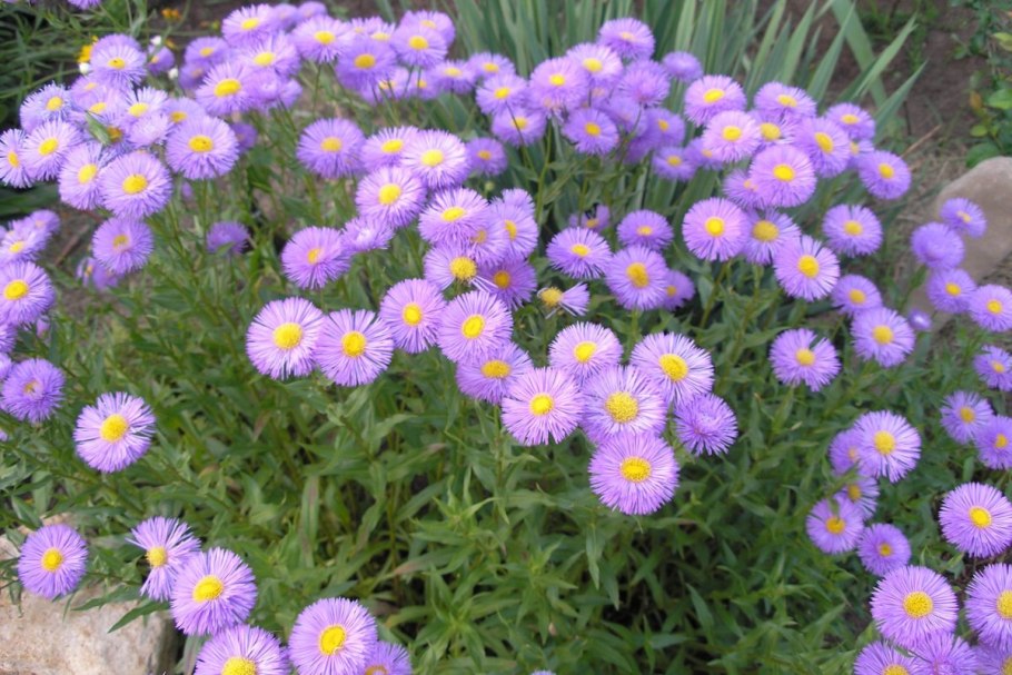 Астра Альпийская (Aster Alpinus)