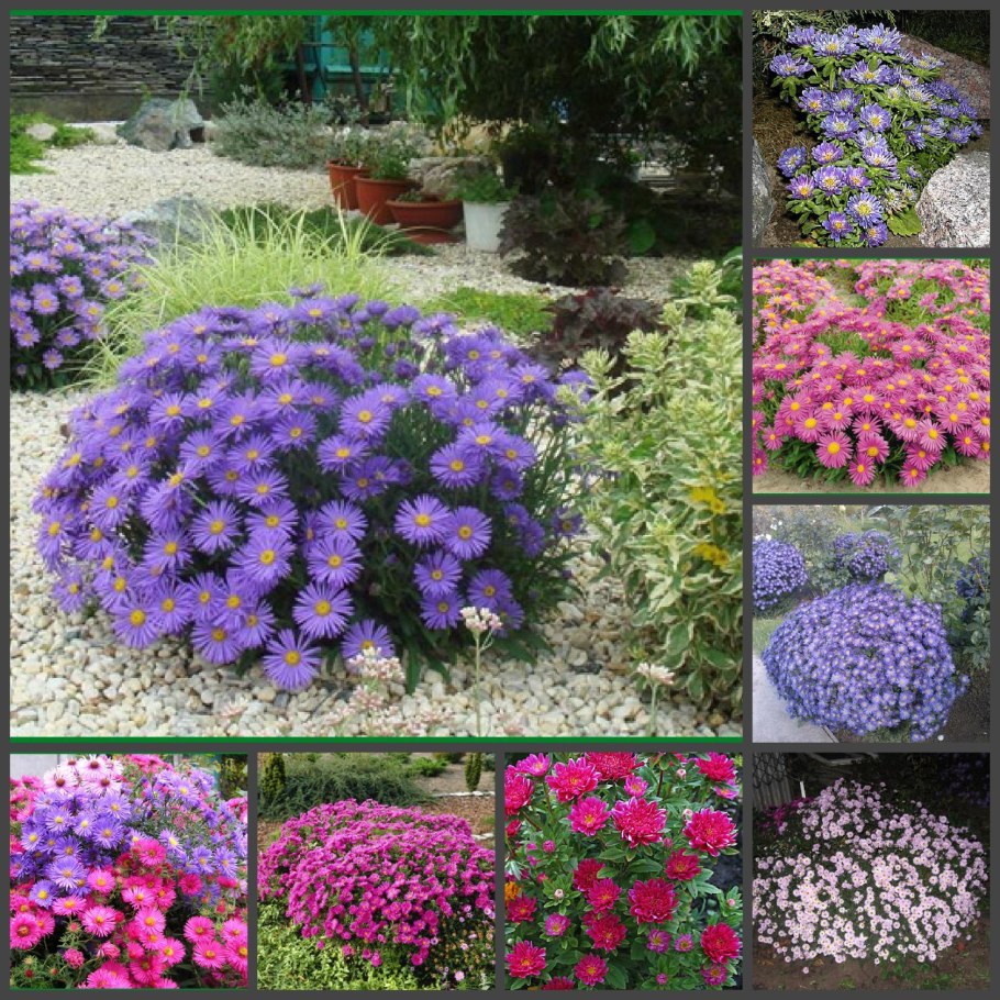 Астра Альпийская голубая семена