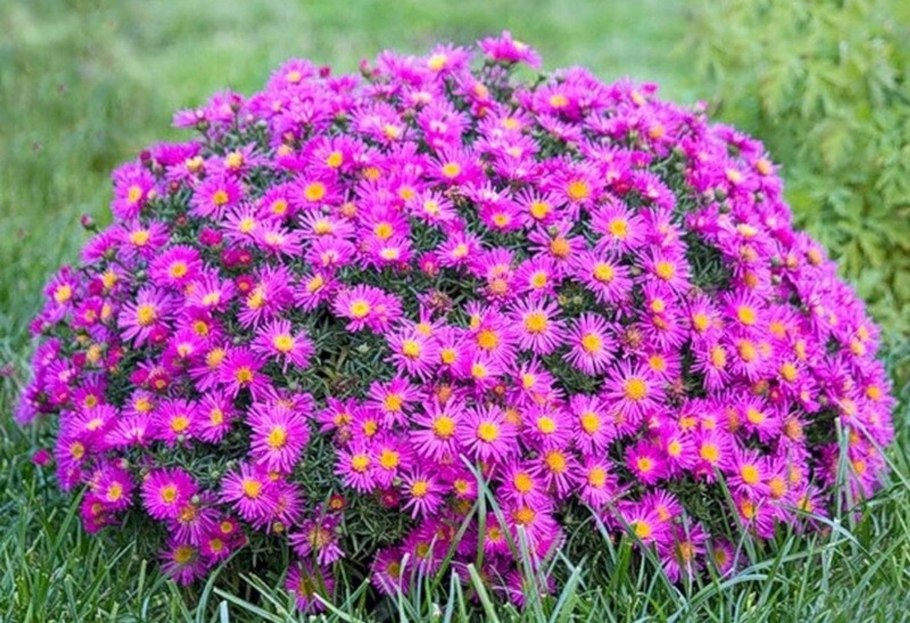 Астра Альпийская Варгрейв Пинк