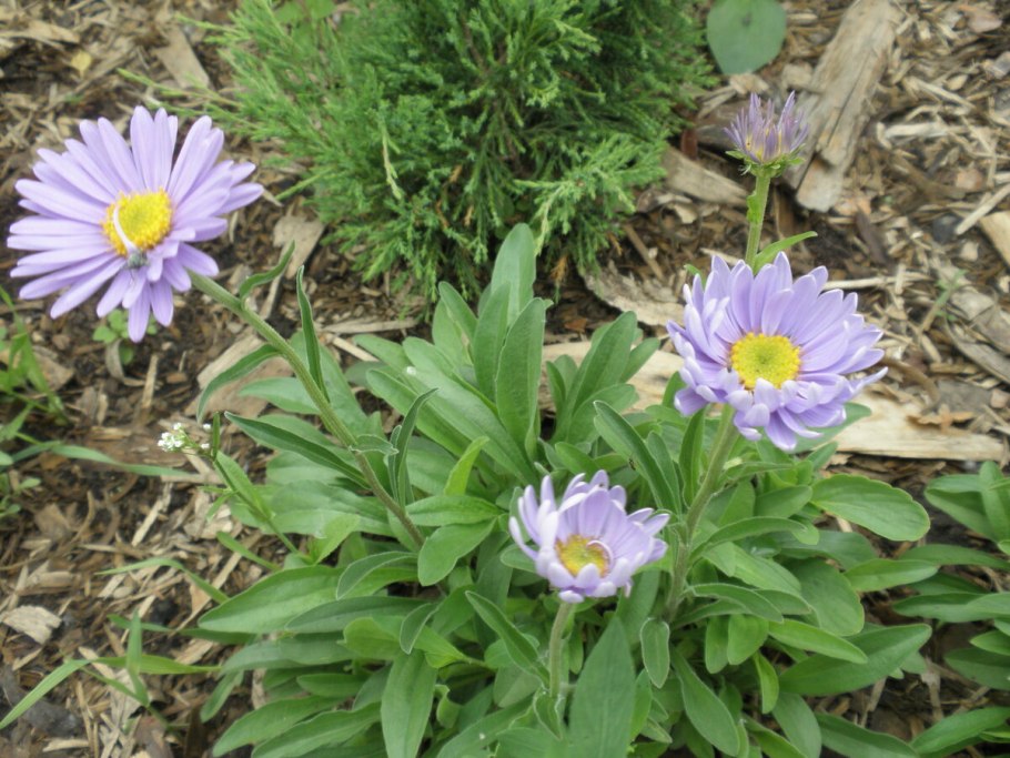 Астра Альпийская Альбус