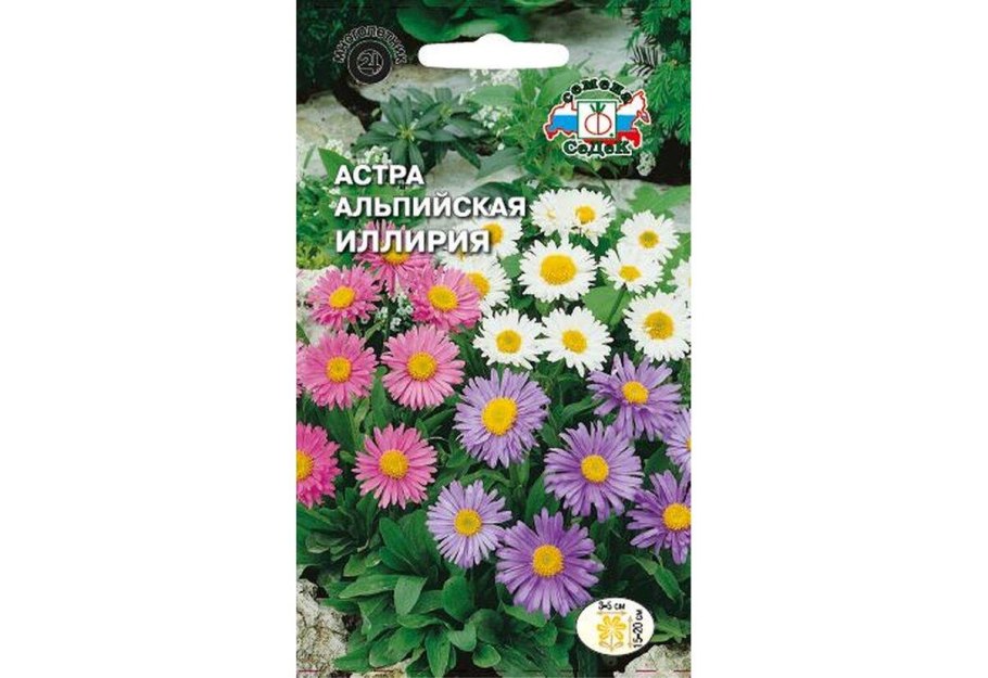 Астра Альпийская Альбус
