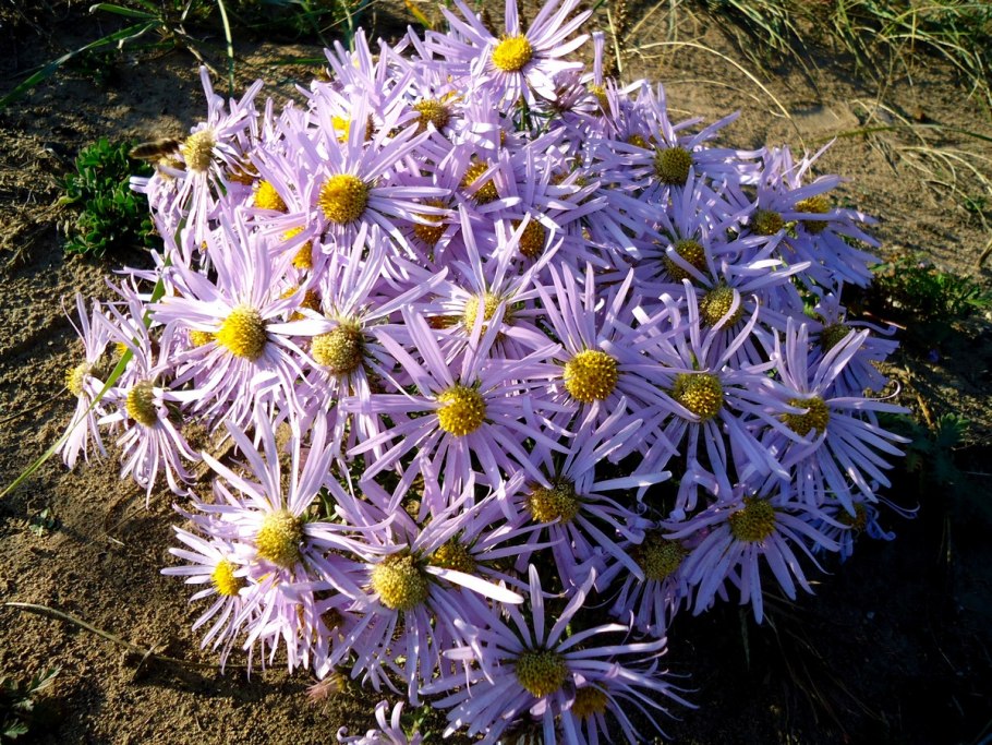 Астра Альпийская (Aster Alpinus)