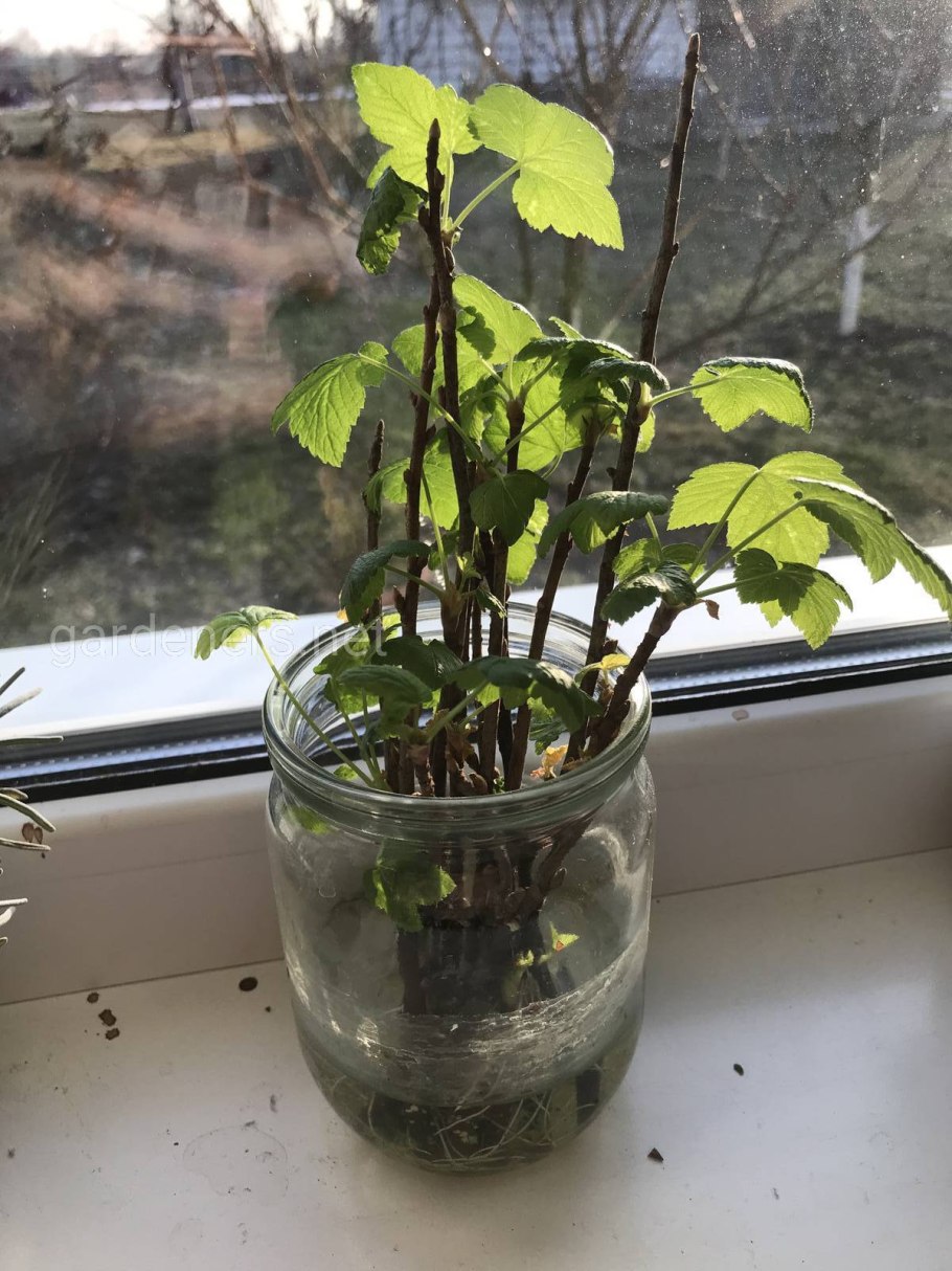 Черенки смородины