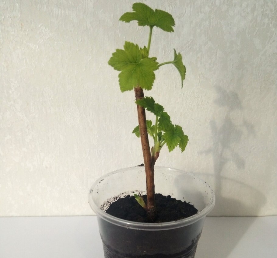 - Укорененные зеленые черенки смородины