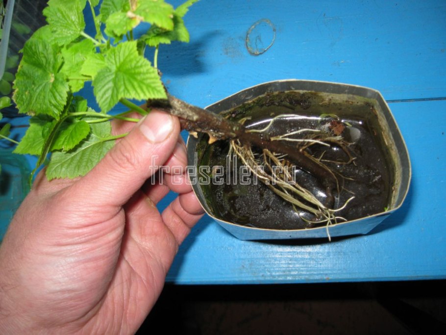 Черенки смородины в квартире