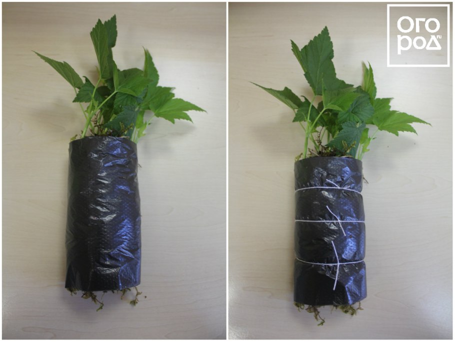 Укоренение черенков смородины весной