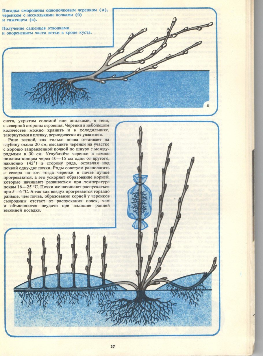 Черенки и рассада