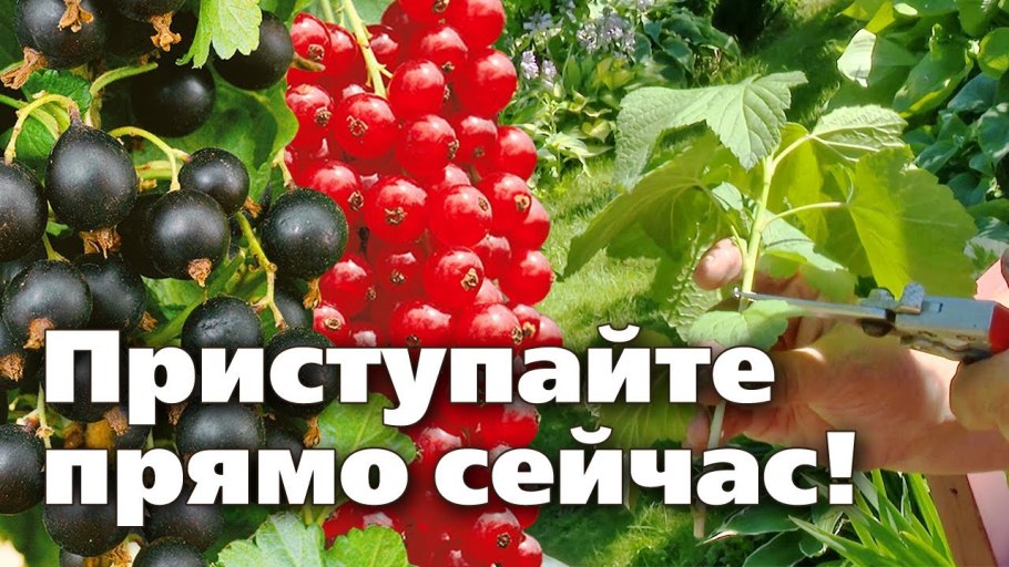 Пузыреплодник калинолистный размножение отводками