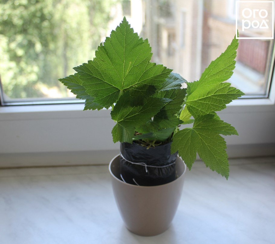 Схема посадки смородины черной