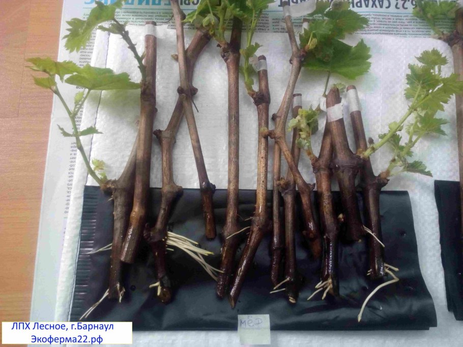 Подвой СВГ 11-19 купить