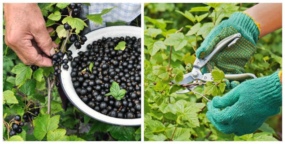 Черенкование красной смородины осенью в горшки