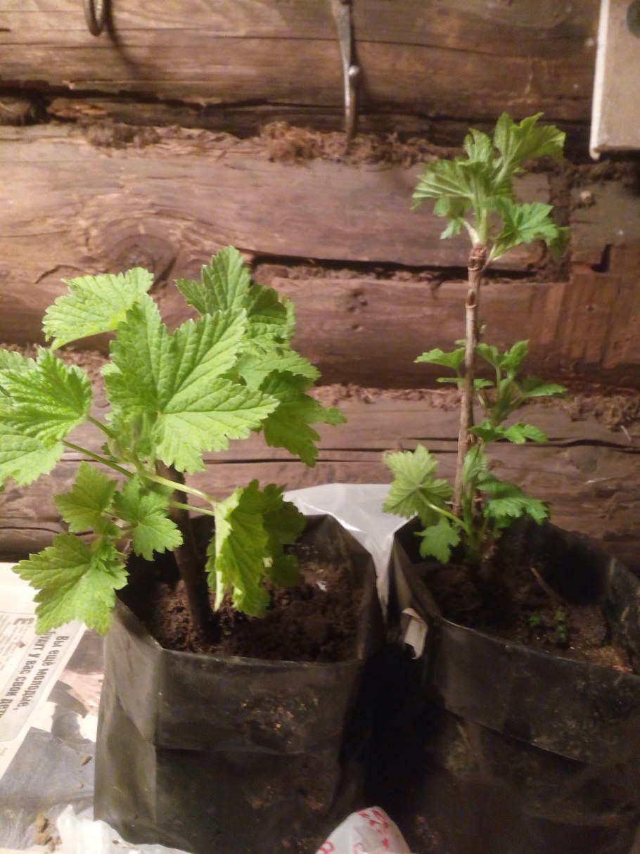 Посадка смородиновых черенков