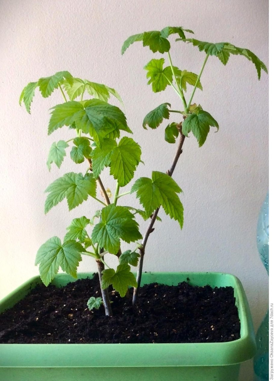 Черенкуем княжики